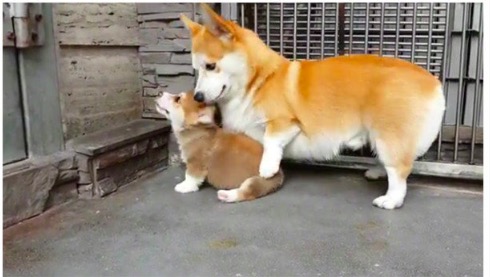 屏幕快照 2019-08-12 下午1.08.29