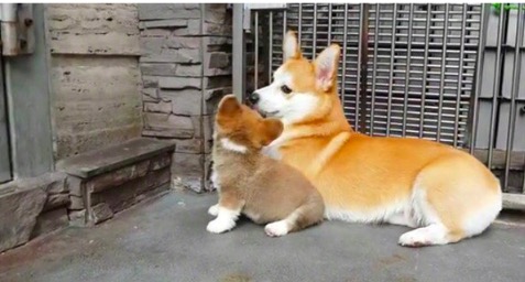 屏幕快照 2019-08-12 下午1.08.33