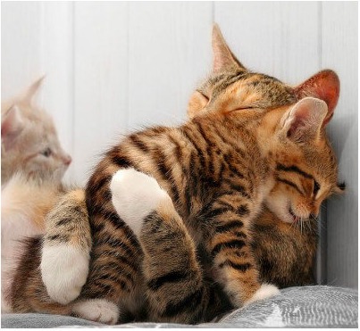 屏幕快照 2019-08-12 下午2.15.14