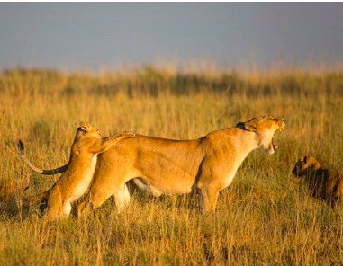 屏幕快照 2019-08-12 下午2.16.32