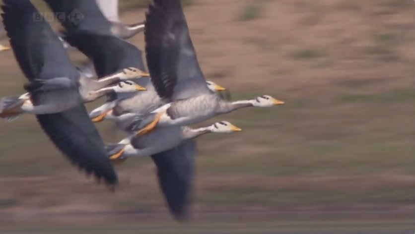 她养了19只斑头雁 终于搞懂它们穿越喜马拉雅这逆天的飞行能力 英国那些事儿