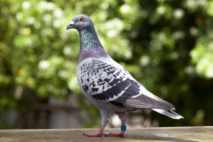 check feather pattern of homing speed racing pigeon on loft roof