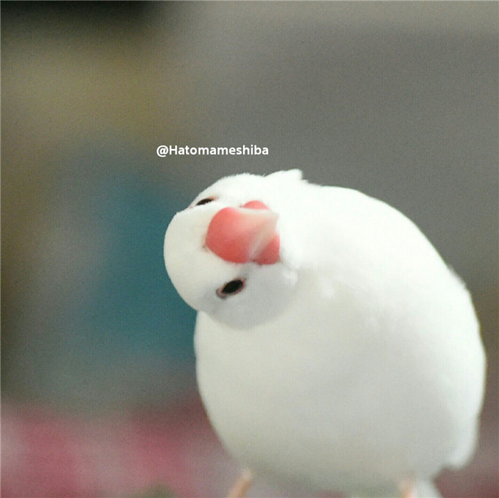 DlMhWY8VAAEJVpg