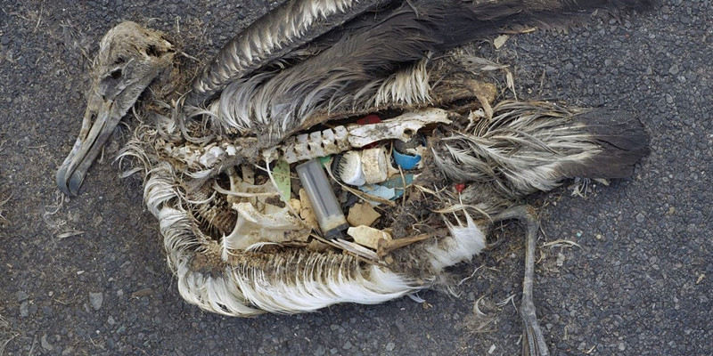 Feature-image-The-true-horror-of-the-damage-inflicted-by-plastic-waste-in-the-oceans--1440x720