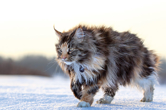 Maine-Coon-2