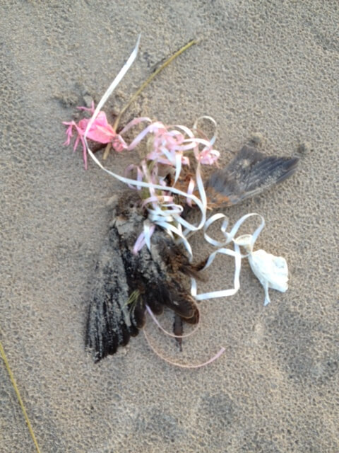 Rusty-blackbird-killed-by-latex-balloons1