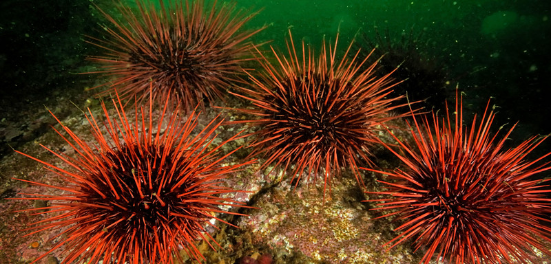 header-urchin-handling