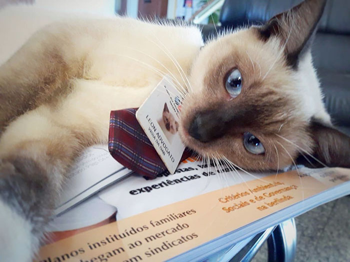 homeless-cat-hired-employee-dr-leon-advogato-20-5d88a9c4eb258__700