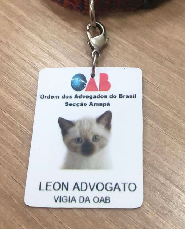 homeless-cat-hired-employee-dr-leon-advogato-5-5d88a9a407947__700