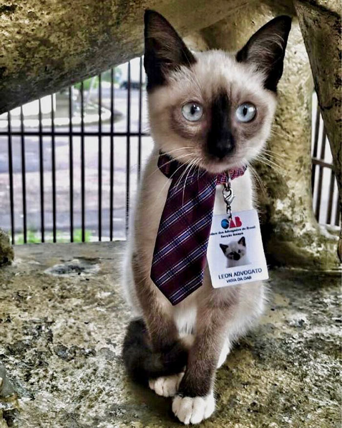homeless-cat-hired-employee-dr-leon-advogato-8-5d88a9aa14849__700