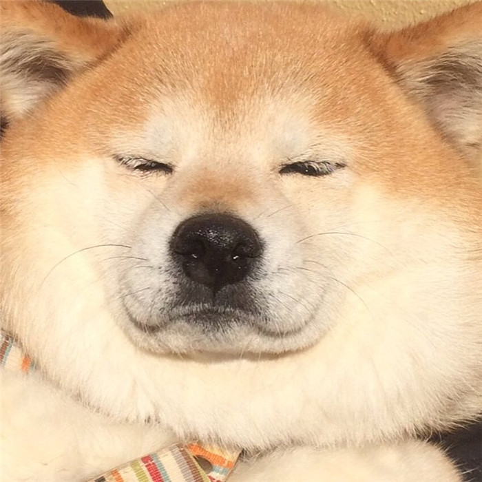 kentatomaru_12523577_1499528977023195_1259356572_n