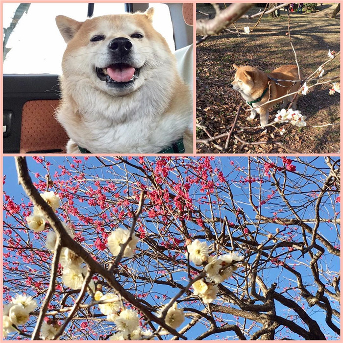 kentatomaru_16789086_326145457779894_6509066565365792768_n