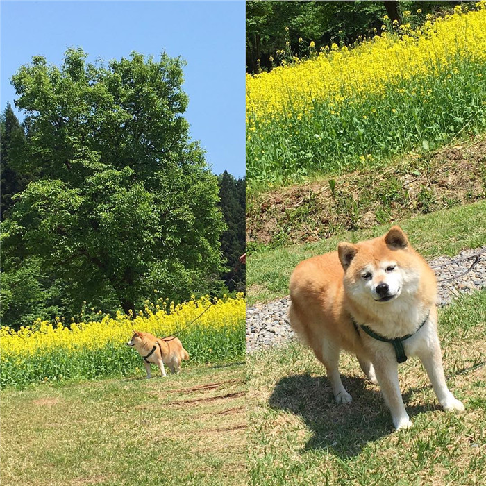 kentatomaru_18580432_1899536646928997_2762574689078345728_n