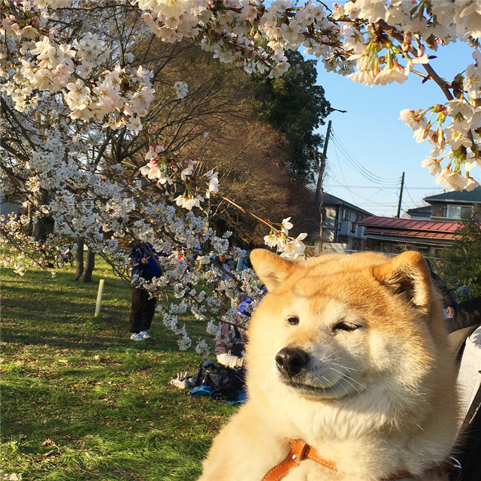 kentatomaru_29088624_2073594516255434_4265789392724951040_n