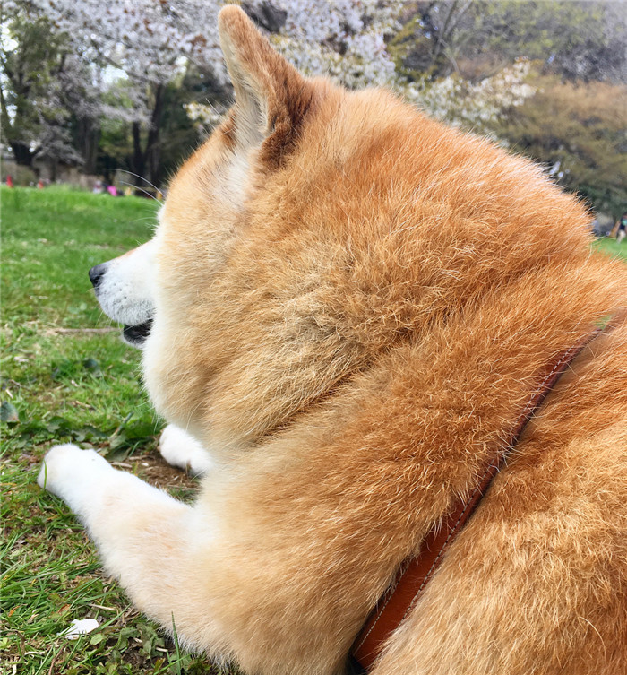 kentatomaru_29401944_229012100979402_7719294238055202816_n