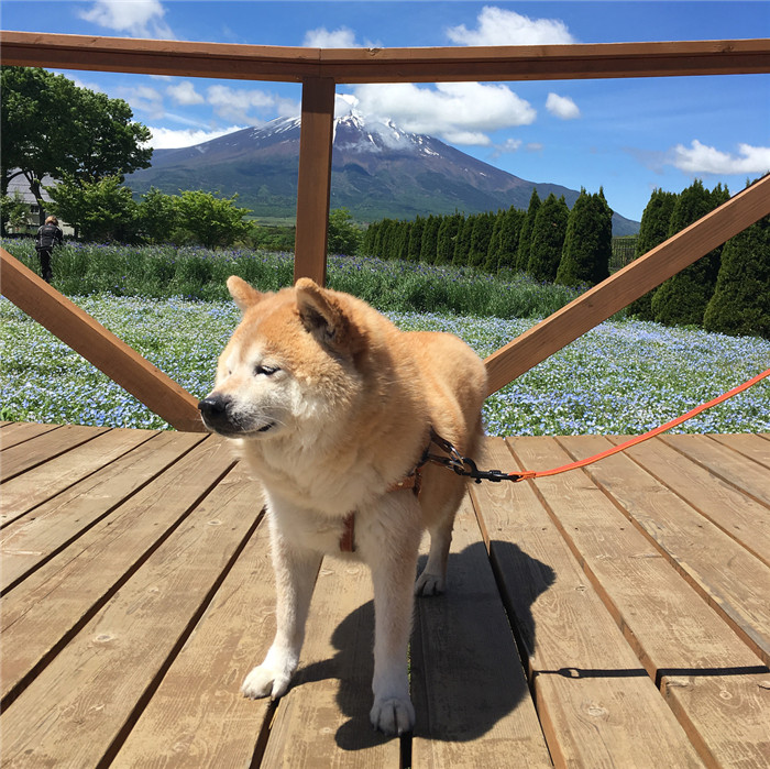 kentatomaru_32323980_179101536131656_4285914535732183040_n