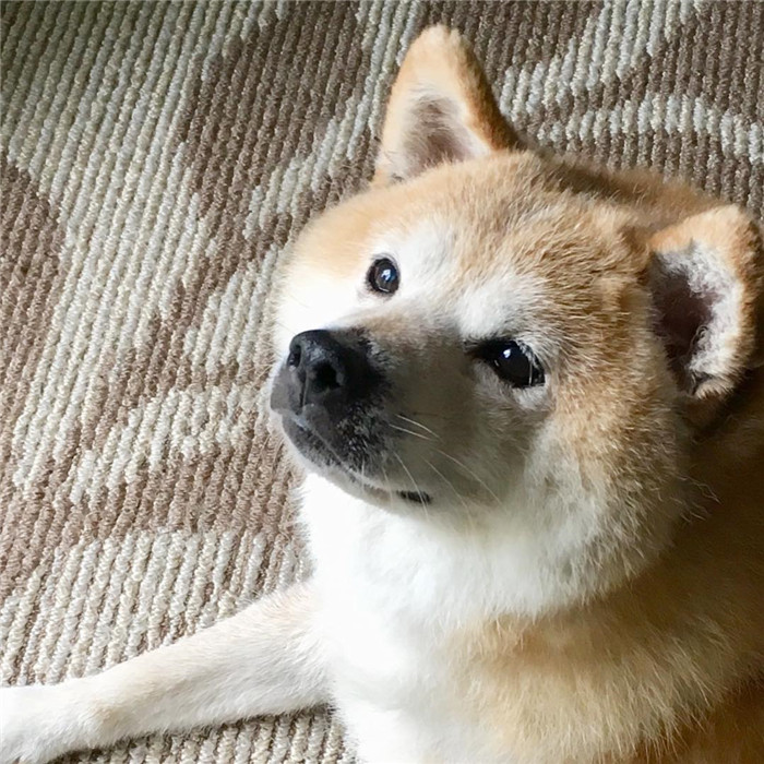 kentatomaru_35520982_155087401851726_1700053488613982208_n