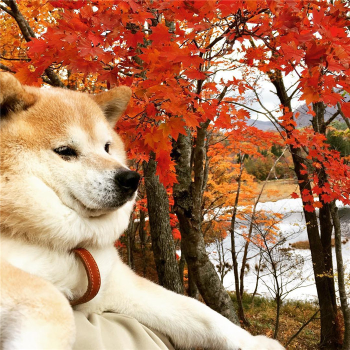 kentatomaru_43768656_776854272662845_3601205195814456151_n