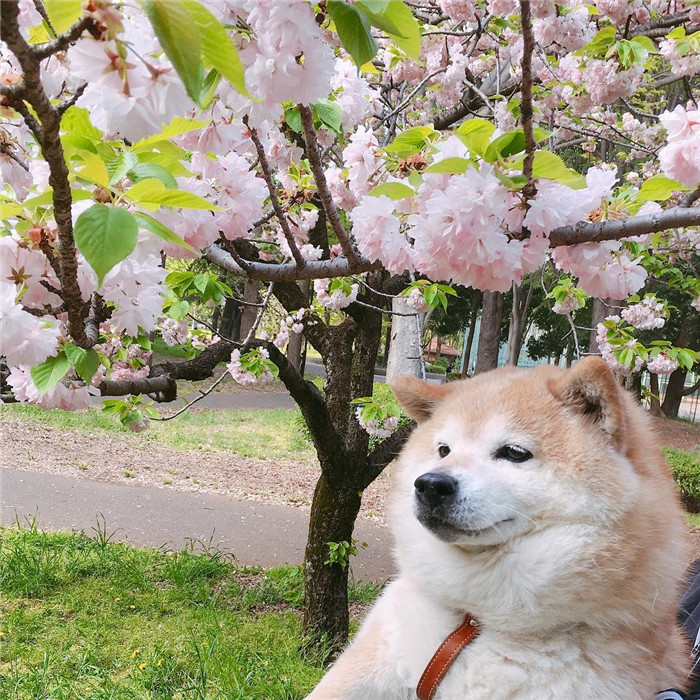 kentatomaru_57343624_1329319057216923_6730579517852734720_n