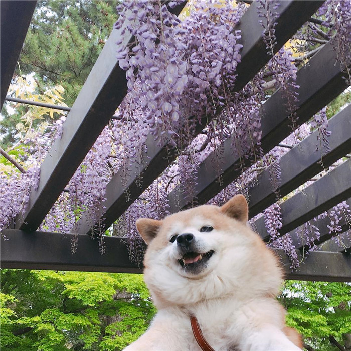 kentatomaru_57400216_154777785562881_253727425828245093_n