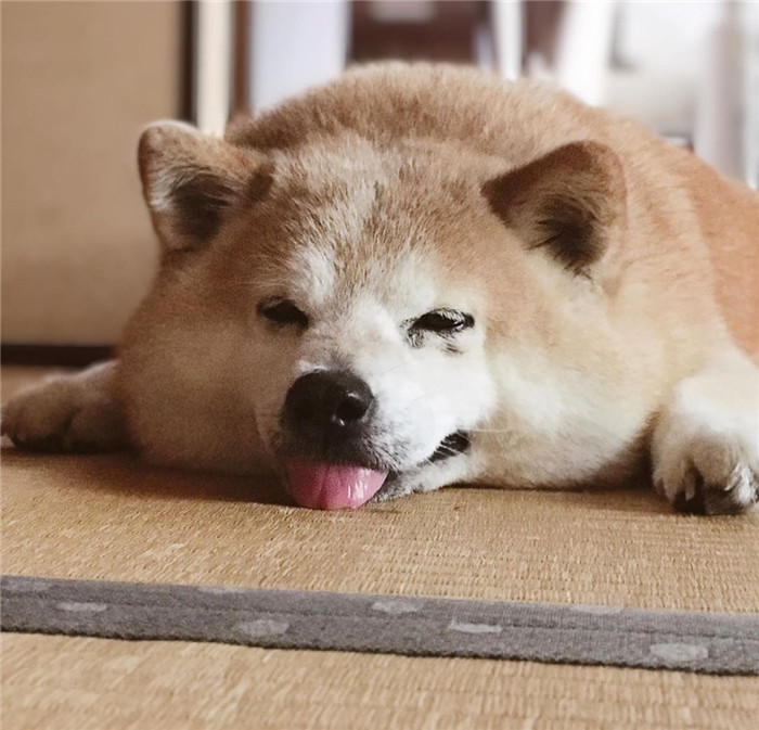 kentatomaru_66770715_2403238409965276_860876639350979432_n