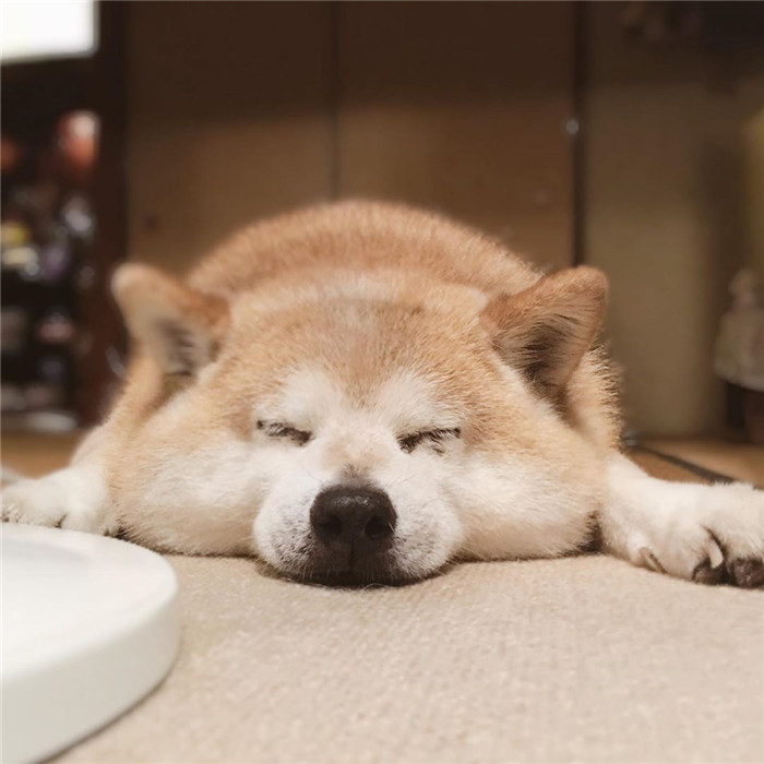 kentatomaru_67794656_355924622004608_6460623574890632940_n