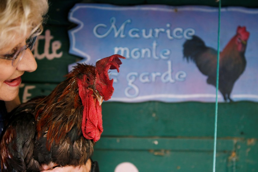 maurice-the-rooster