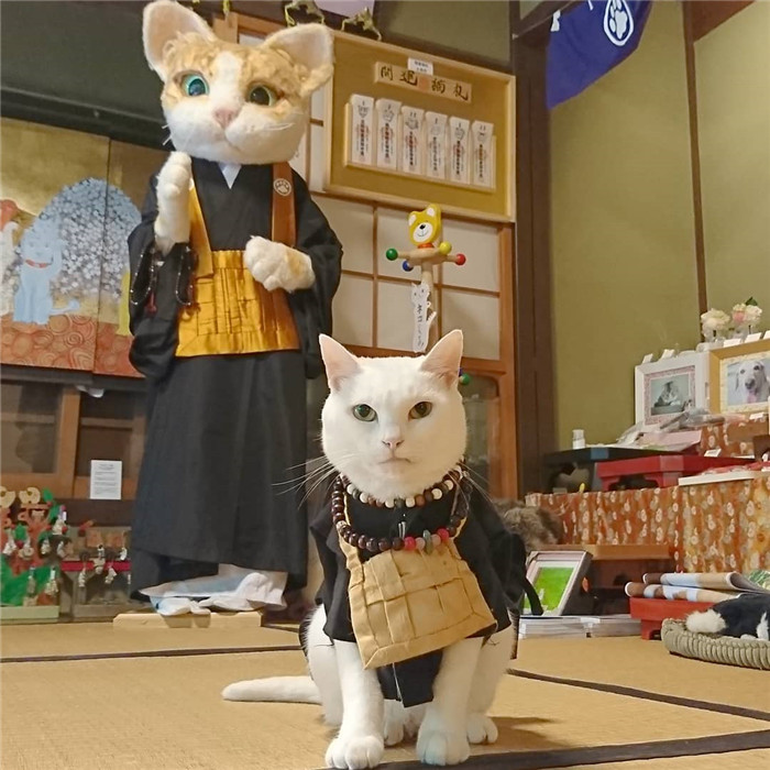 nekojizo_67120580_660782361068929_1472254710324860447_n