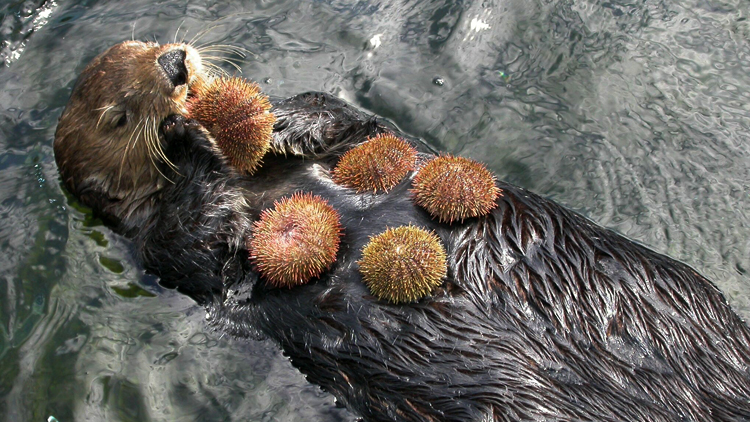 sea-otter-with-urchins