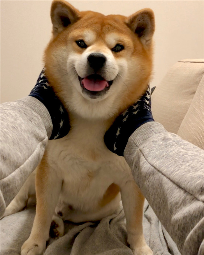 shibainu.berry_29090518_1630186260405586_4263478343837417472_n