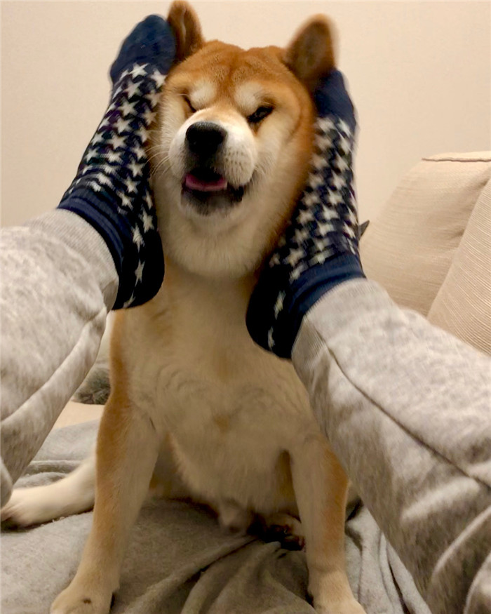 shibainu.berry_29415653_550268612011109_4262635761448255488_n
