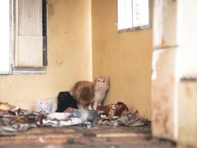 飼い主が亡くなった部屋に取り残されるネコ（『時が止まった部屋』より）