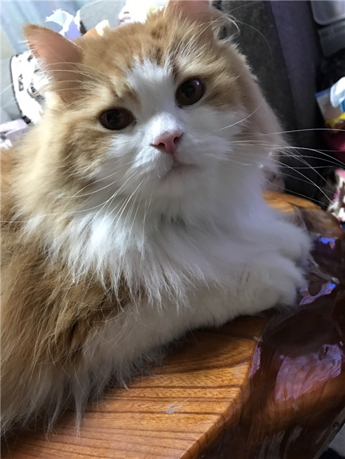 飼い主が亡くなり、小島さんの実家で暮らしているネコちゃん