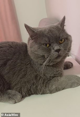 19301546-7538227-Mr_Zhao_claims_that_the_cats_at_the_hotel_were_left_to_roam_free-a-1_1570237014715