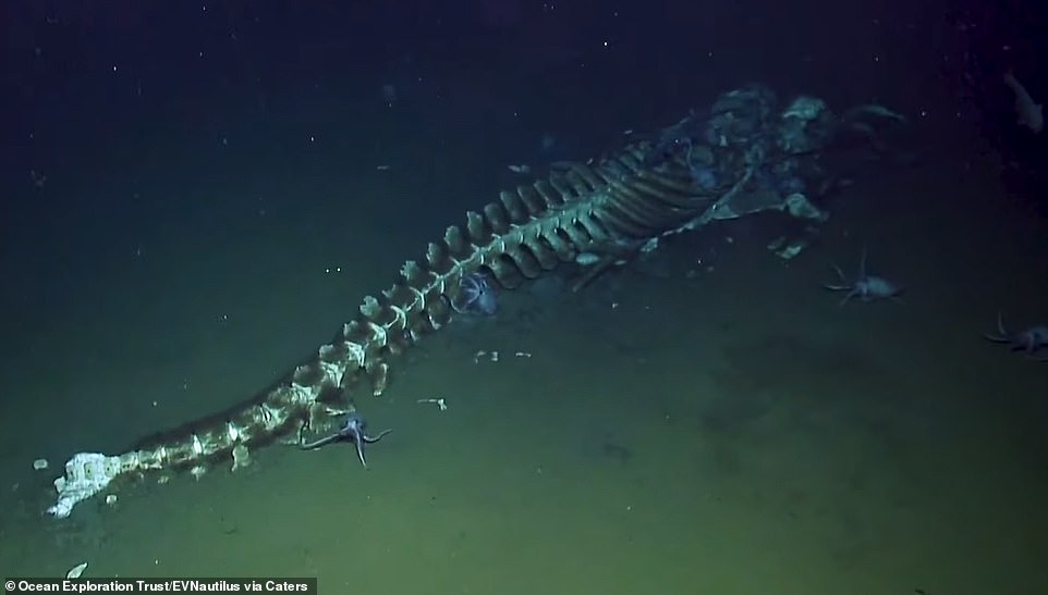 19933324-7591753-All_that_s_left_of_a_4_5_meter_long_whale_is_the_carcass_as_octo-a-8_1571514329134