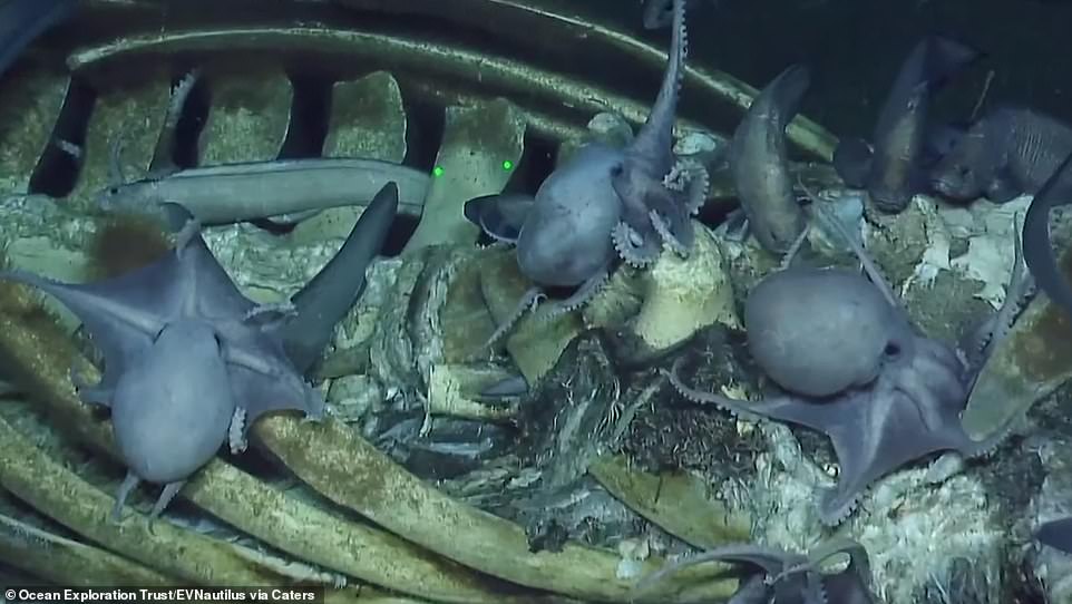 19933330-7591753-A_close_up_of_octopi_devouring_of_the_remains_of_whale-a-21_1571512378965