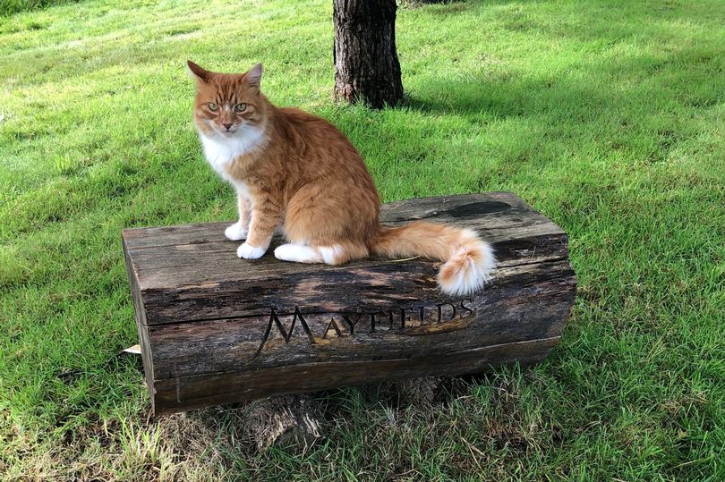 1_Tomcat-attends-more-than-100-burials