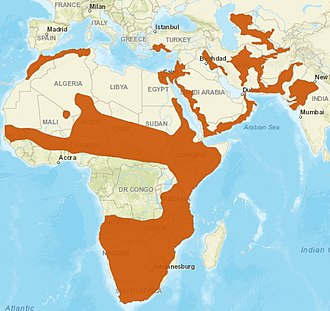 330px-Caracal_distribution