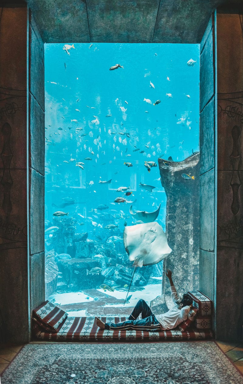 5d8cff536f24eb3bbb08455f