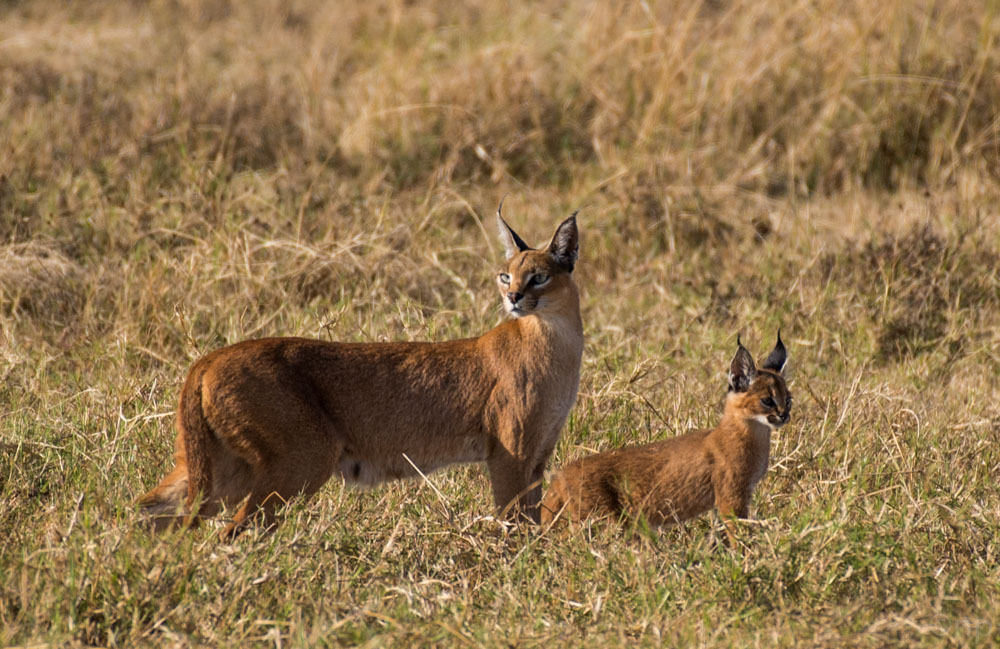 7-04-Male-Spots-Caracal-Family-20