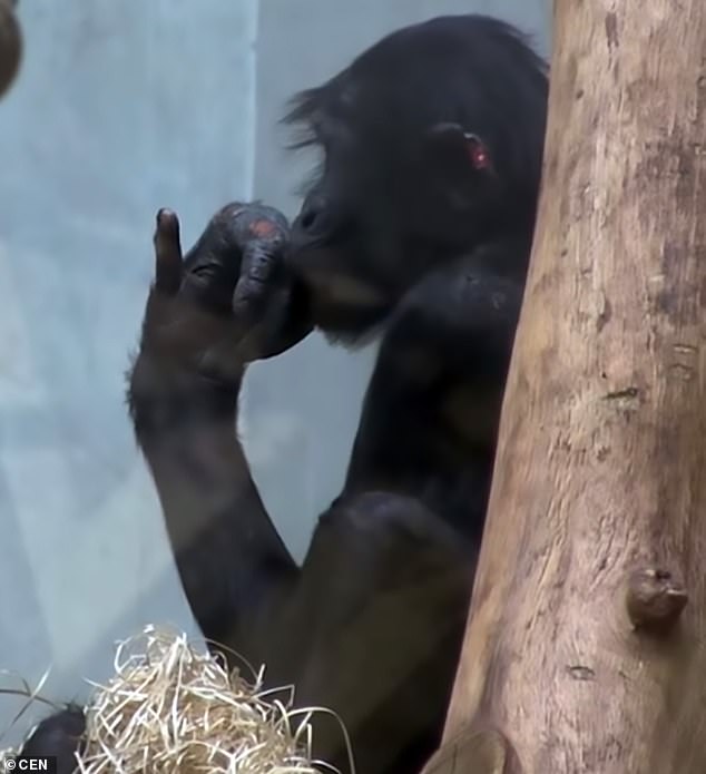 8986032-6632643-Bili_was_brought_to_Wuppertal_Zoo_for_as_part_of_a_conservation_-a-32_1548440782404