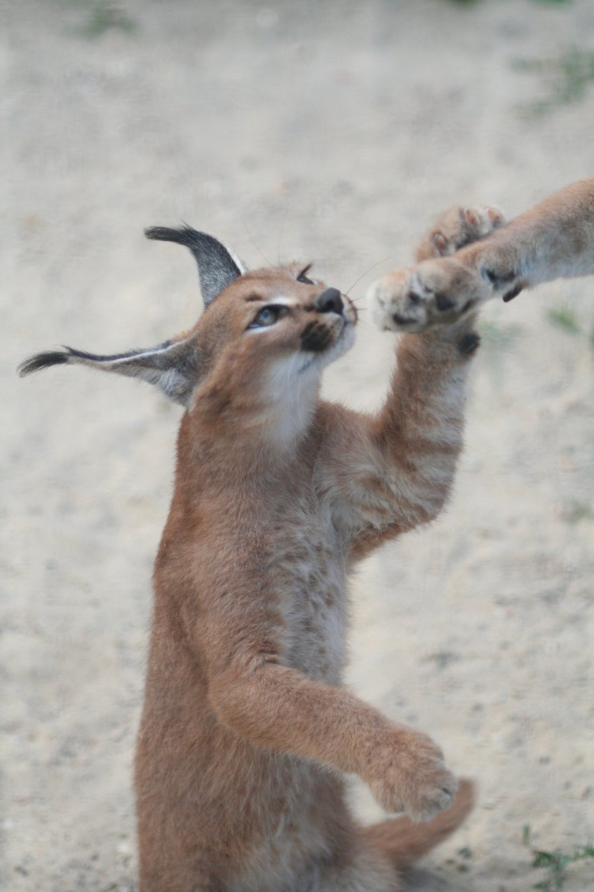 Caracal_kitten