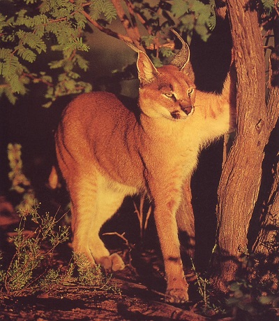 CofA-Caracal-Standing-400x460