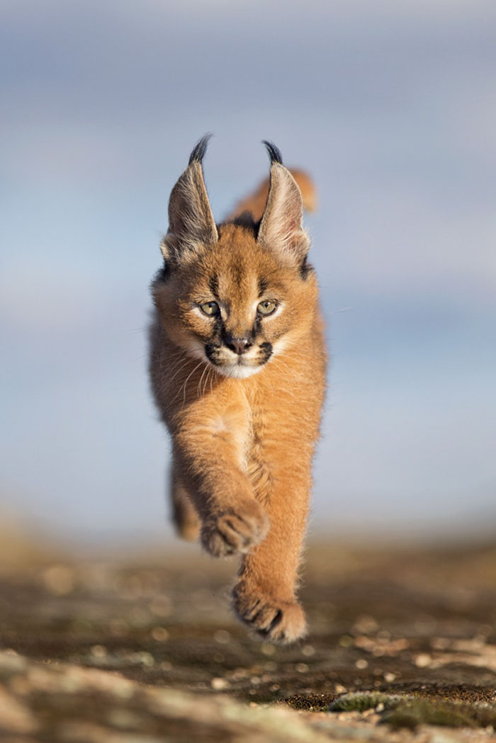 Cute-baby-caracals-72-57fb86ba6cdcd__700