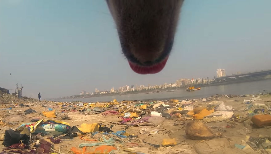 GoPro-Camera-on-Dog-Shows-Cruel-Reality-of-Stray-Animals-5db2ac1d28193__880