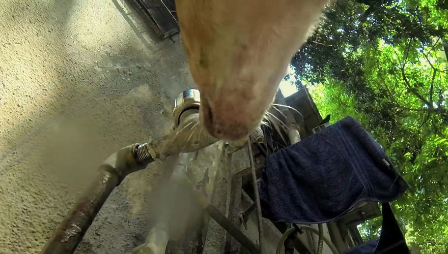 GoPro-Camera-on-Dog-Shows-Cruel-Reality-of-Stray-Animals-5db2acb547221__880