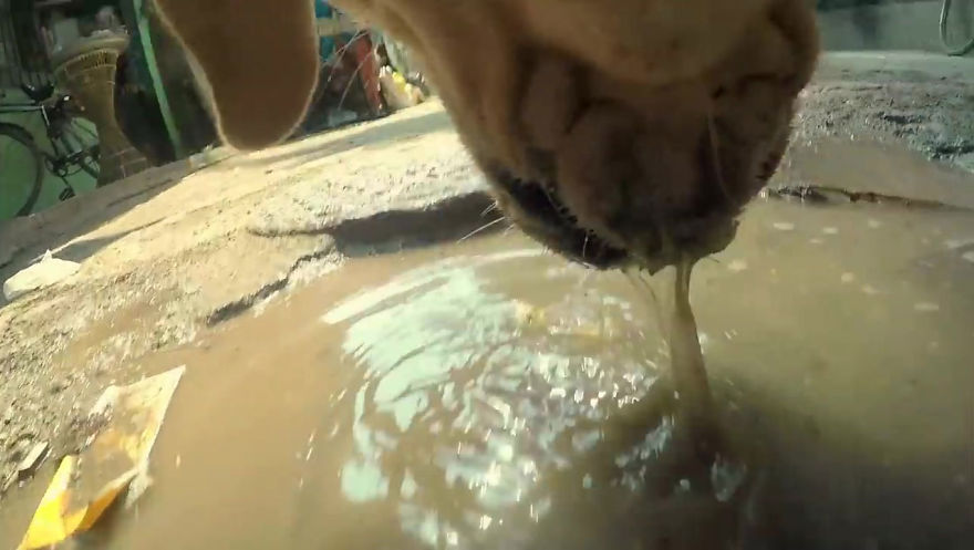 GoPro-Camera-on-Dog-Shows-Cruel-Reality-of-Stray-Animals-5db2acdea798e__880