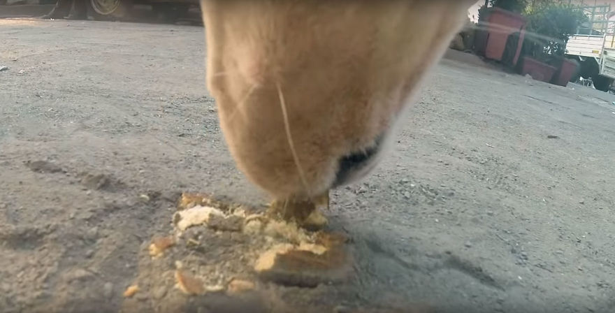GoPro-Camera-on-Dog-Shows-Cruel-Reality-of-Stray-Animals-5db2adbb55e21__880