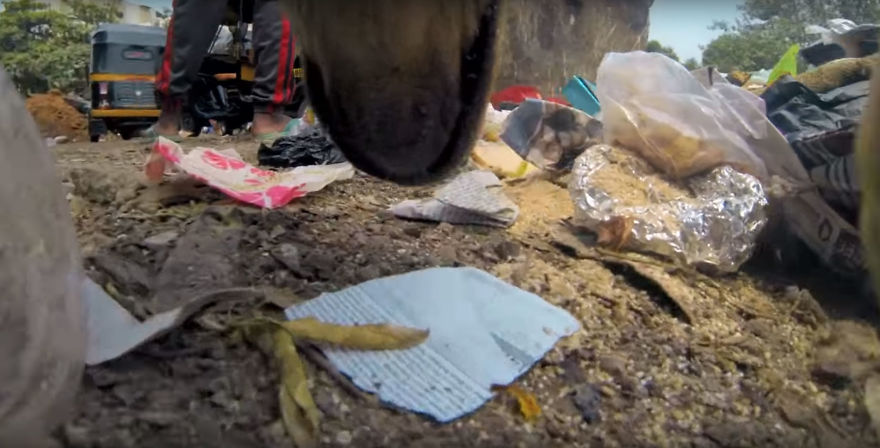 GoPro-Camera-on-Dog-Shows-Cruel-Reality-of-Stray-Animals-5db2ae835ed39__880