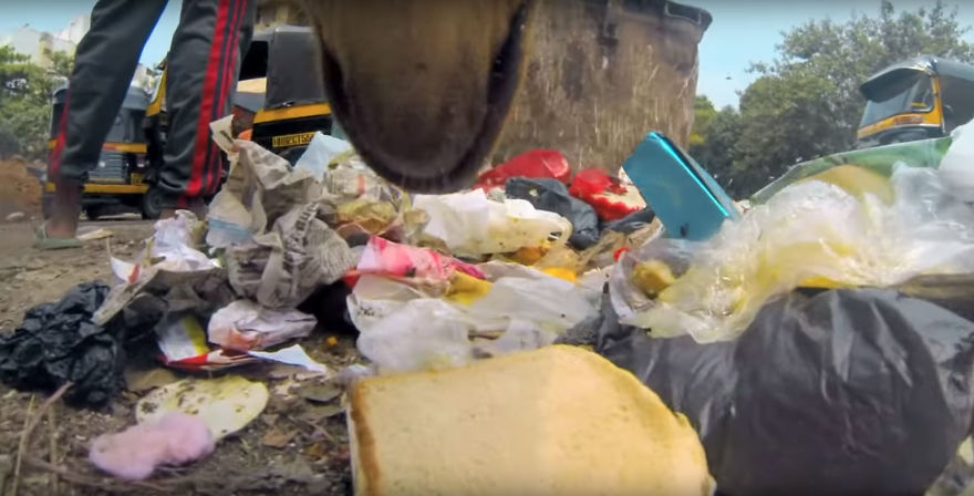 GoPro-Camera-on-Dog-Shows-Cruel-Reality-of-Stray-Animals-5db2aed7227b7__880